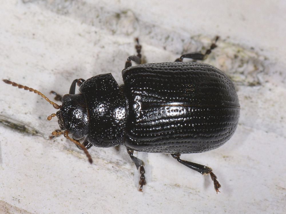 Gonioctena cfr.quinquepunctata f.ma obscura, Chrysomelidae
